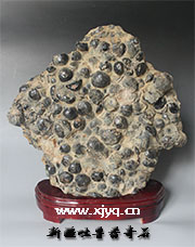 贝壳化石 新疆奇石《西贝来财》